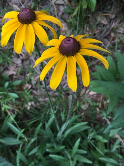 Black-Eyed Susan reference