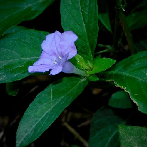 Carolina Wild Petunia reference