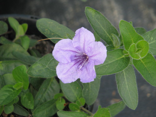 Fringed Wild Petunia reference