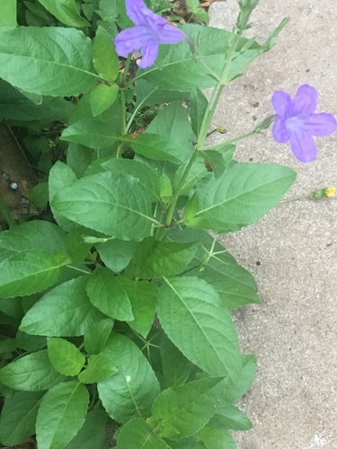 Wild Petunia reference