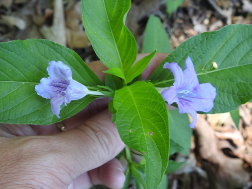 Limestone Wild Petunia reference