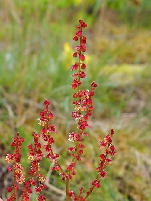 Sheep Sorrel reference