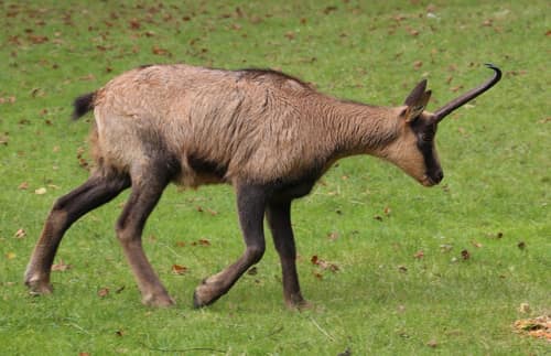 Southern Chamois reference