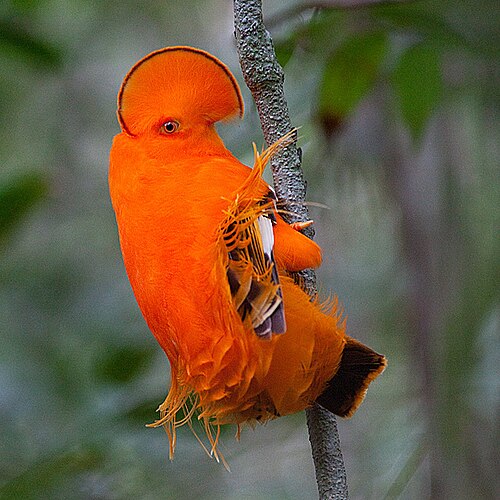 Guianan Cock-of-the-Rock reference