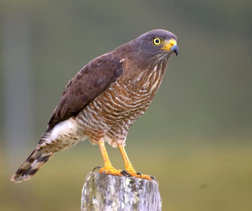Roadside Hawk reference
