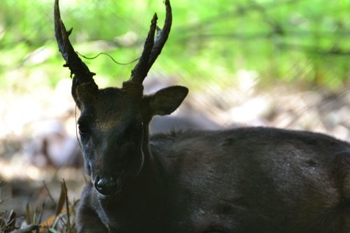 Philippine Deer reference
