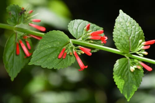 Leafless Firecracker Plant reference