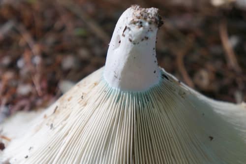 Short-Stemmed Russula reference