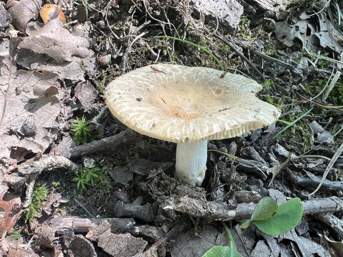 Green Quilt Russula reference