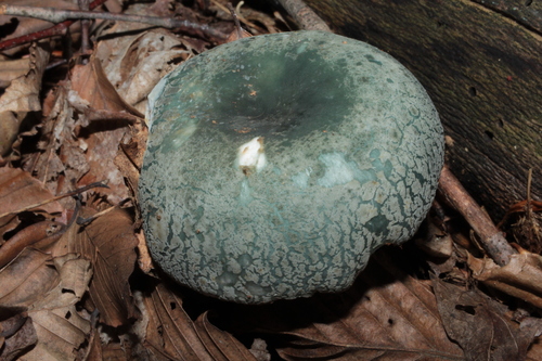 Small Green Quilt Russula reference