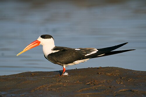 Indian Skimmer reference