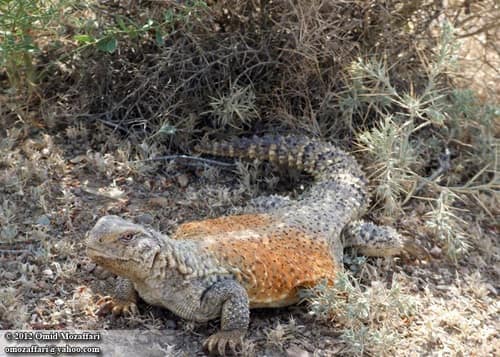 Iranian Spiny-tailed Lizard reference