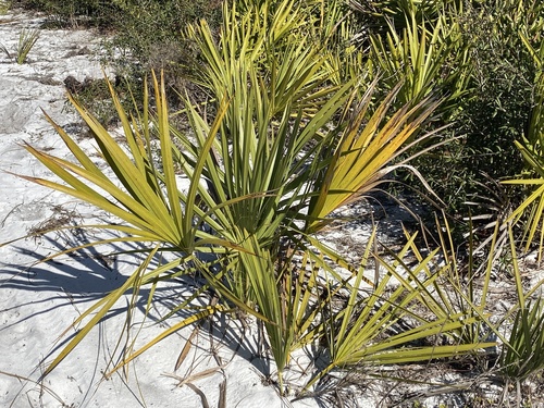 Scrub Palmetto reference