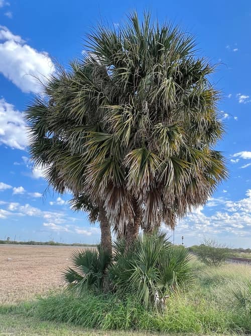 Mexican Palmetto reference