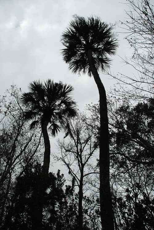 Cabbage Palmetto reference