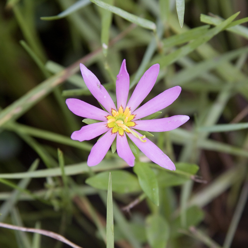 Large Marsh Pink reference