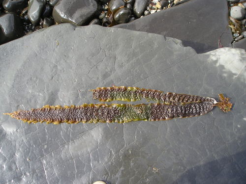 Sugar Kelp reference