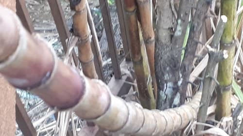 Sugarcane reference