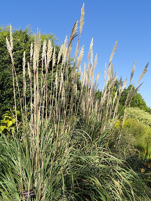 Ravenna Grass reference