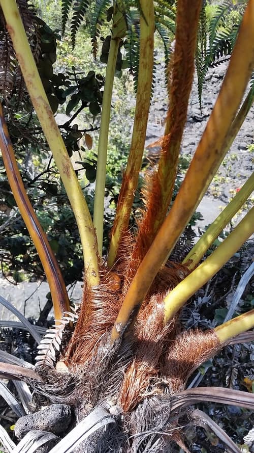 ʻAmaʻu Fern reference