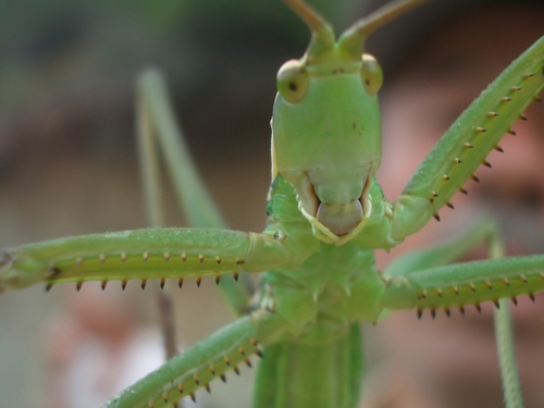 Predatory Bush Cricket reference