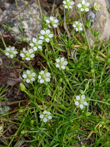 Alpine Pearlwort reference