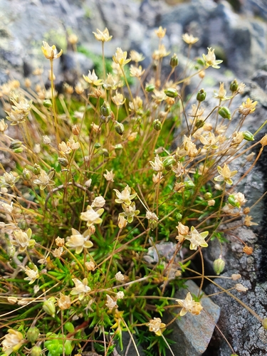 Heath Pearlwort reference