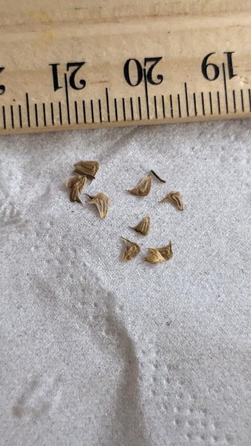 Broadleaf Arrowhead reference