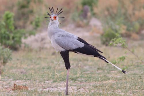 Secretarybird reference