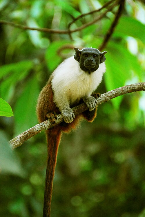 Pied Tamarin reference