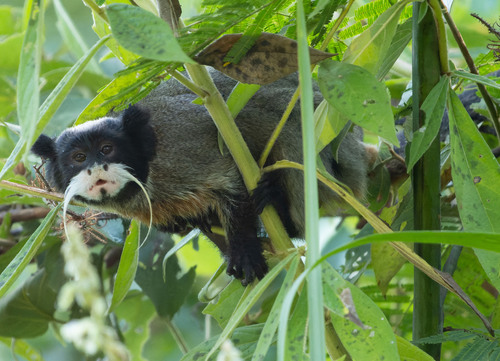 Emperor Tamarin reference