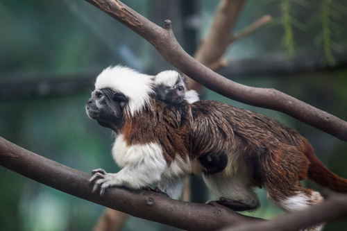 Cotton-top Tamarin reference