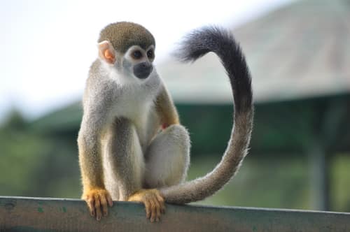 Humboldt's Squirrel Monkey reference