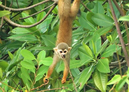 Collins' Squirrel Monkey reference