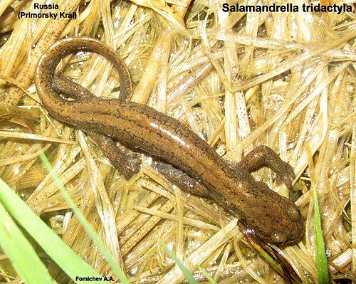 Schrenck's Siberian Salamander reference