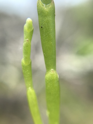 Virginia Glasswort reference