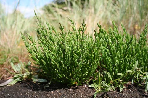 Common Glasswort reference