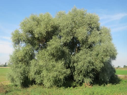 White Willow reference
