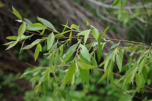 Peachleaf Willow reference