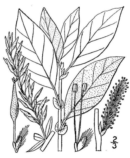 Bebb's Willow reference