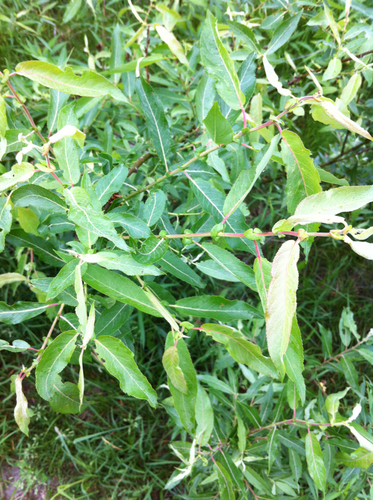 Heart-Leaved Willow reference