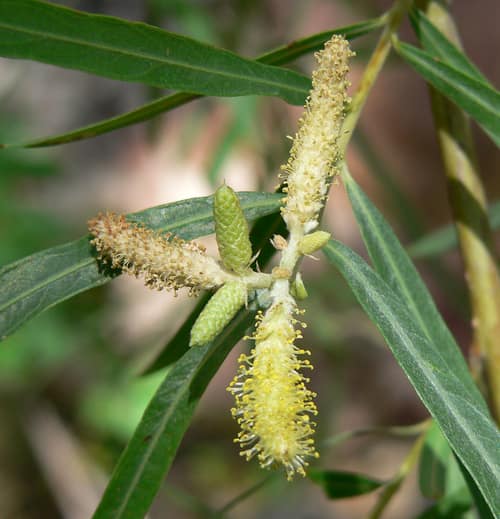 Narrowleaf Willow reference