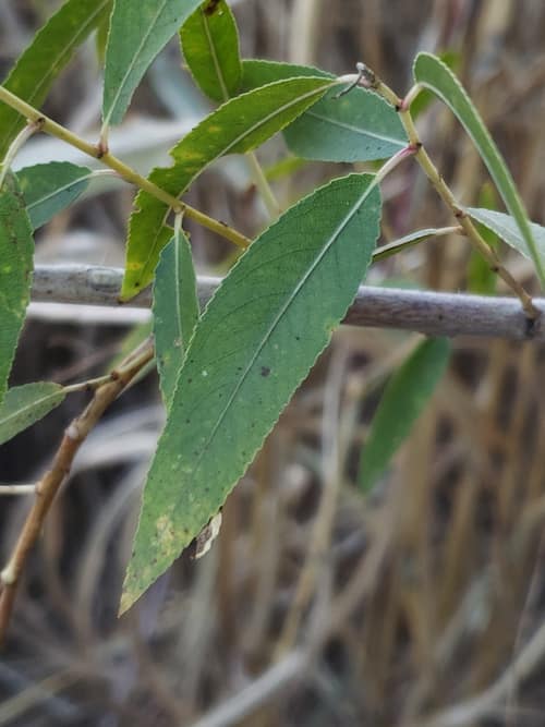 Goodding's Willow reference