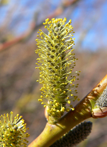 Arroyo Willow reference