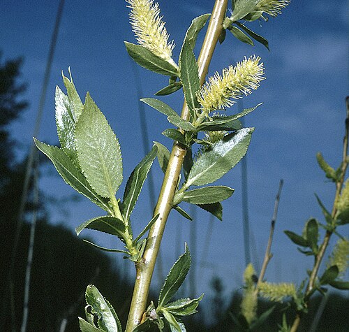 Pacific Willow reference