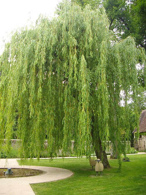 Corkscrew Willow reference
