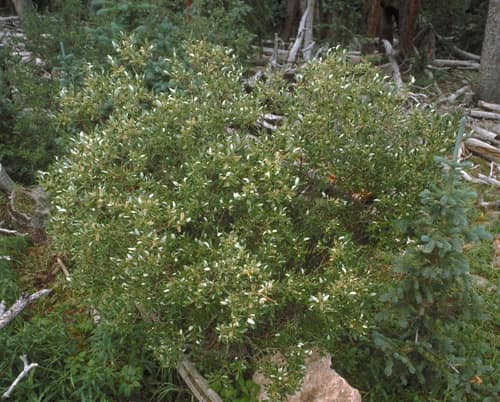 Scouler's Willow reference