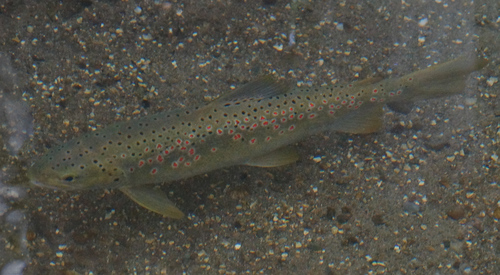 Ohrid Trout reference