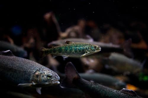 Atlantic Salmon reference
