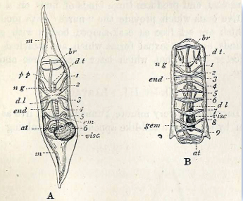 Salp reference